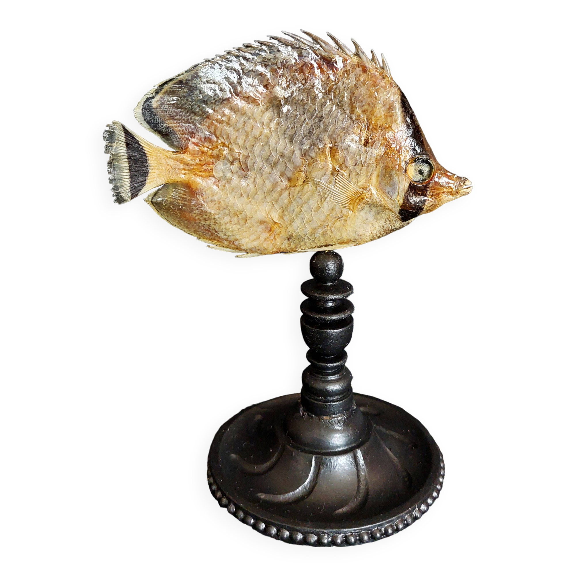Cabinet de Curiosités poisson papillon sédentaire chaetodon sedentarius