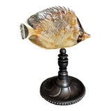 Cabinet of Curiosities sedentary butterflyfish chaetodon sedentarius