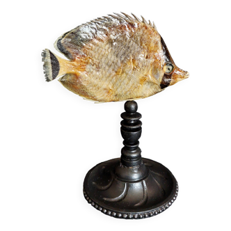 Cabinet of Curiosities sedentary butterflyfish chaetodon sedentarius