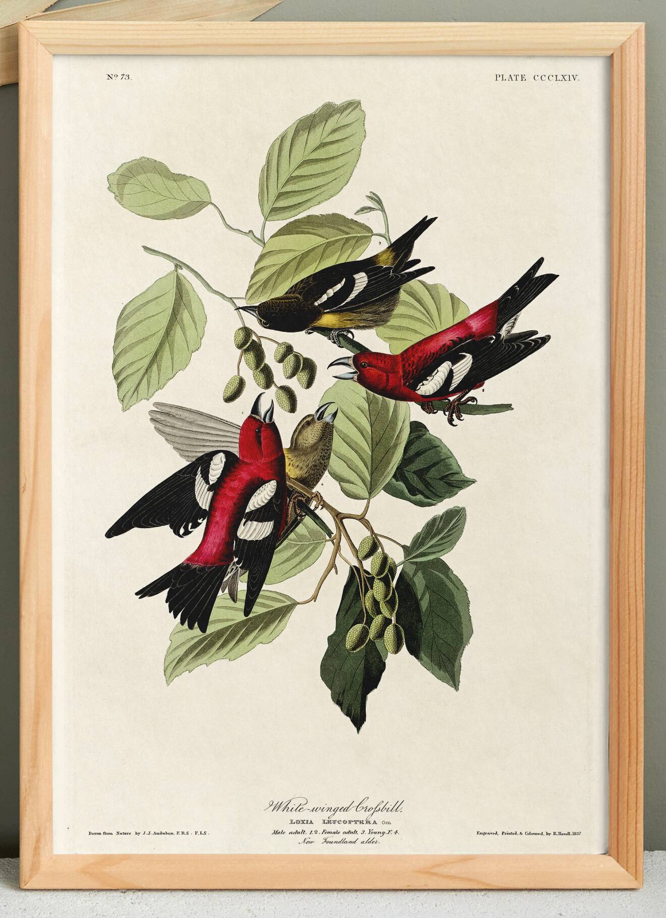Poster about the two-barred crossbill, based on an old engraving from 1827.