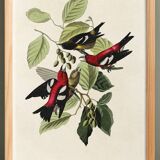 Poster about the two-barred crossbill, based on an old engraving from 1827.