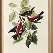 Poster about the two-barred crossbill, based on an old engraving from 1827.