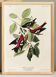 Poster about the two-barred crossbill, based on an old engraving from 1827.