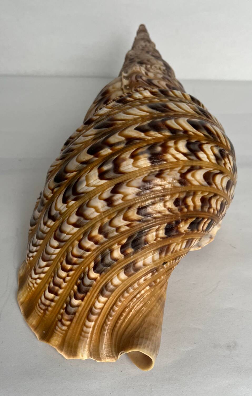 Charonia tritonis shell