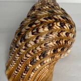 Charonia tritonis shell