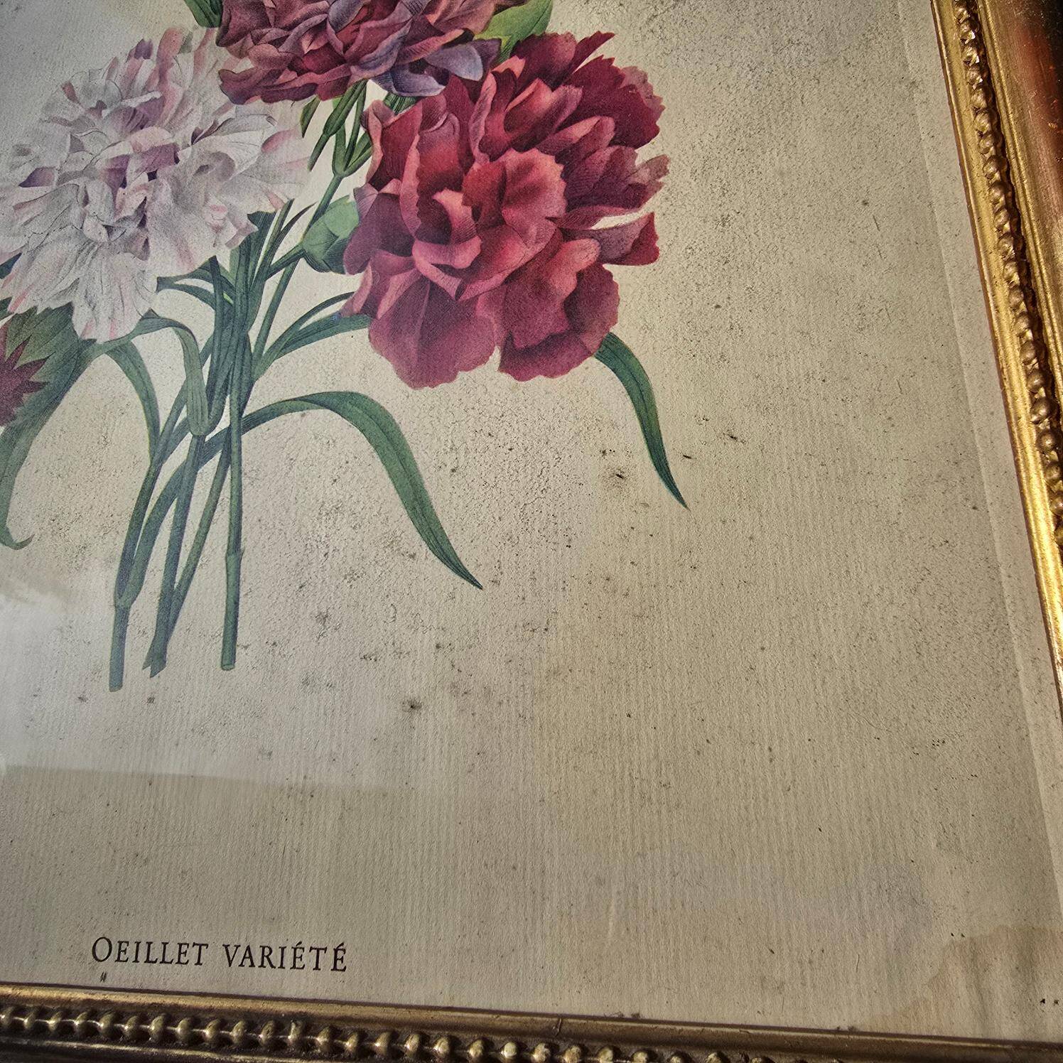Antique botanical frame – “Carnation Variety” – Gilded wood