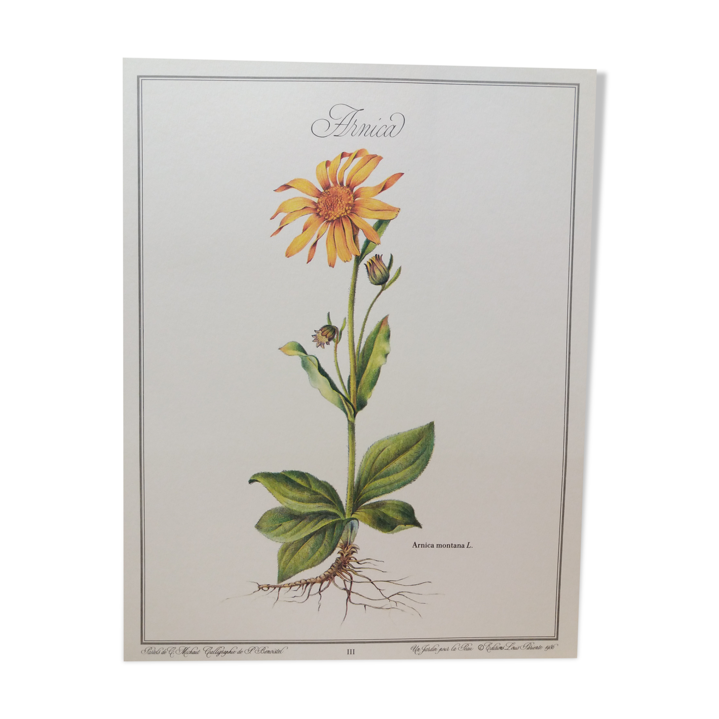 Arnica botanical poster