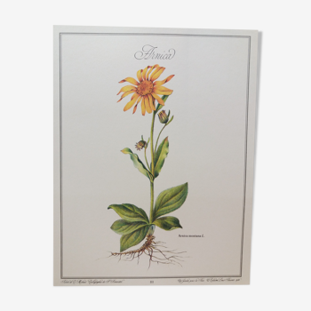 Affiche botanique Arnica