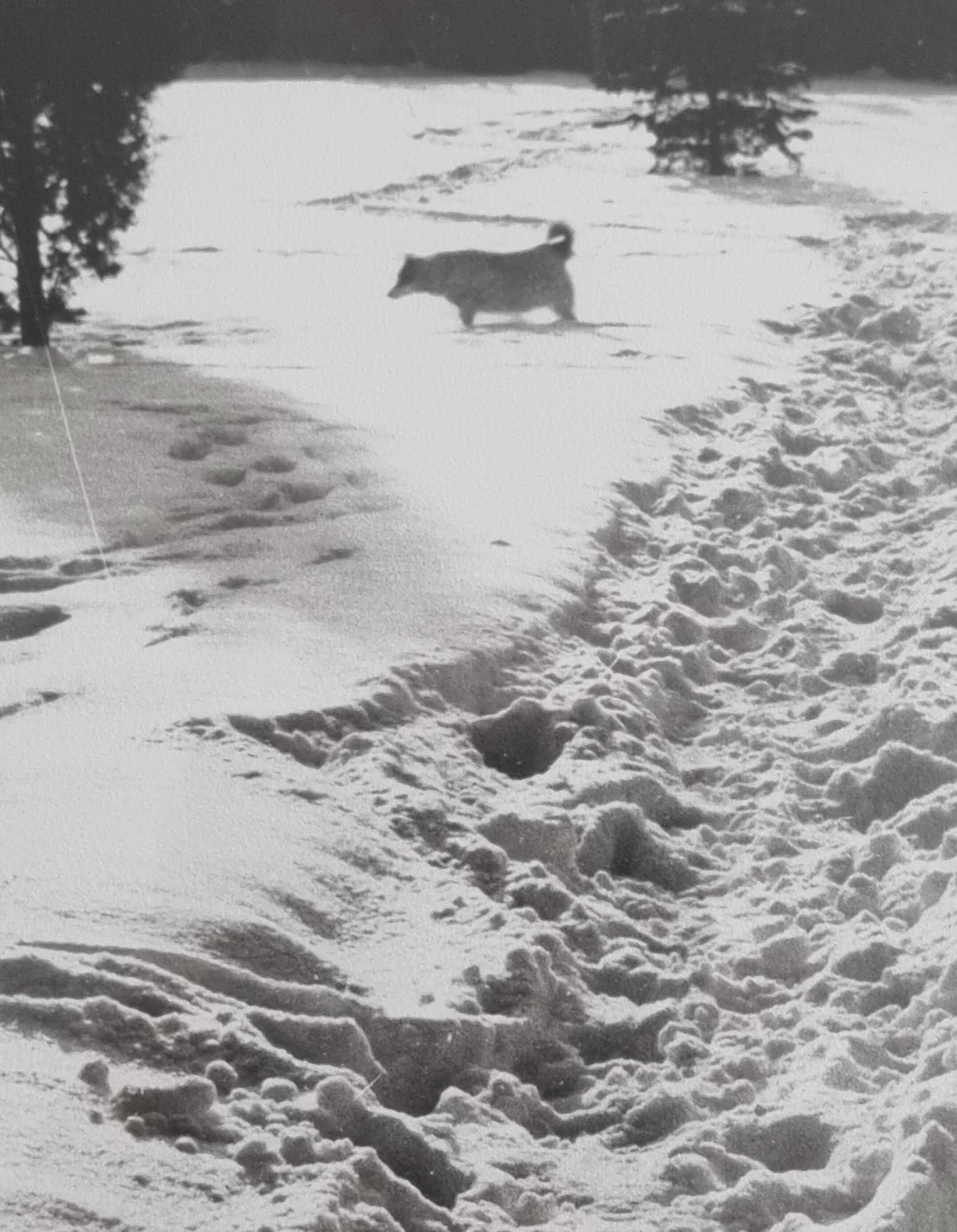 Vintage silver print of a snowy landscape with a dog, framed 32x39 cm.