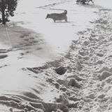 Vintage silver print of a snowy landscape with a dog, framed 32x39 cm.