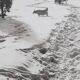 Vintage silver print of a snowy landscape with a dog, framed 32x39 cm.