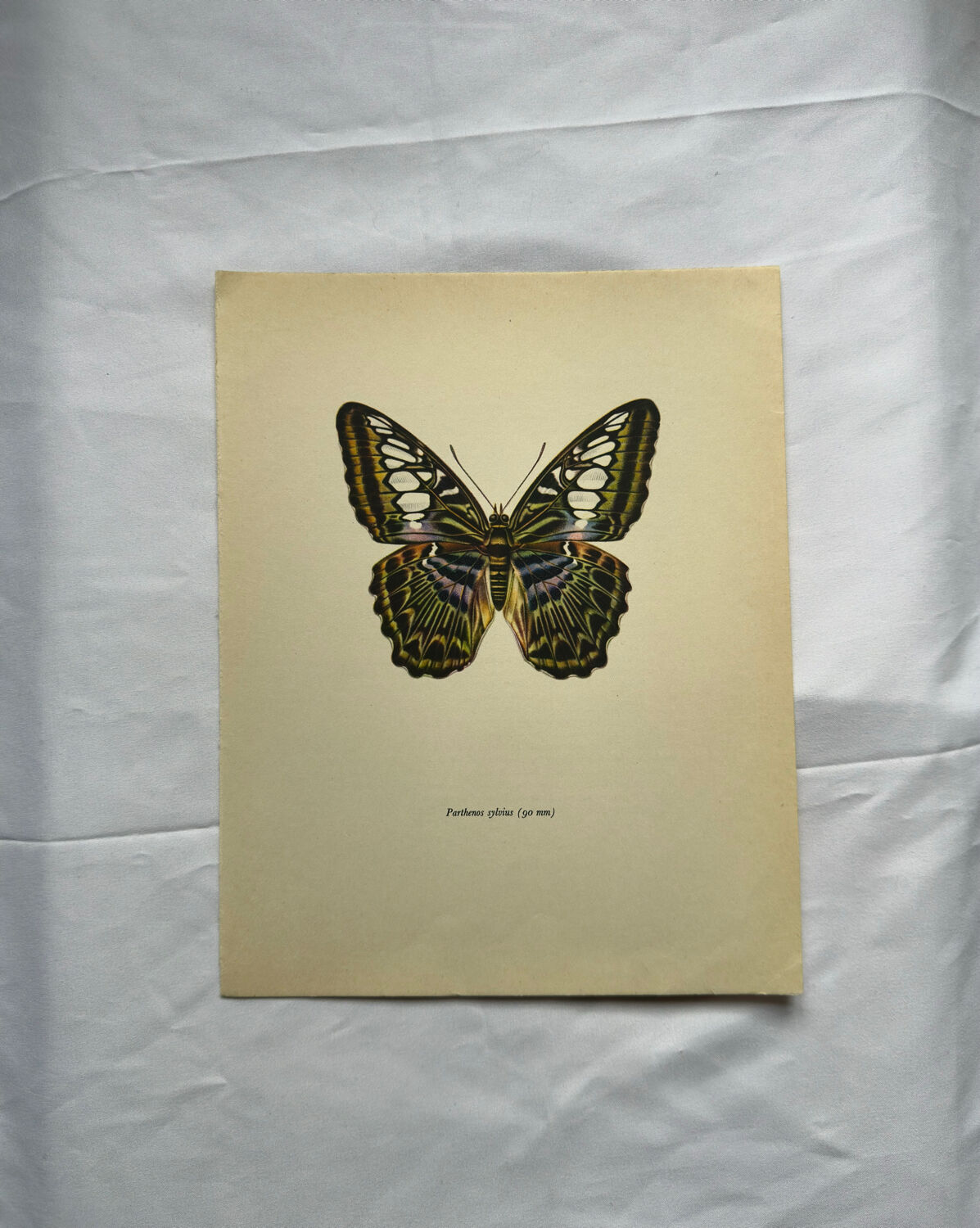 Botanical butterfly print vintage zoo lithograph decor