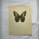 Botanical butterfly print vintage zoo lithograph decor