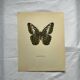 Gravure papillon affiche botanique zoo litho ancienne déco