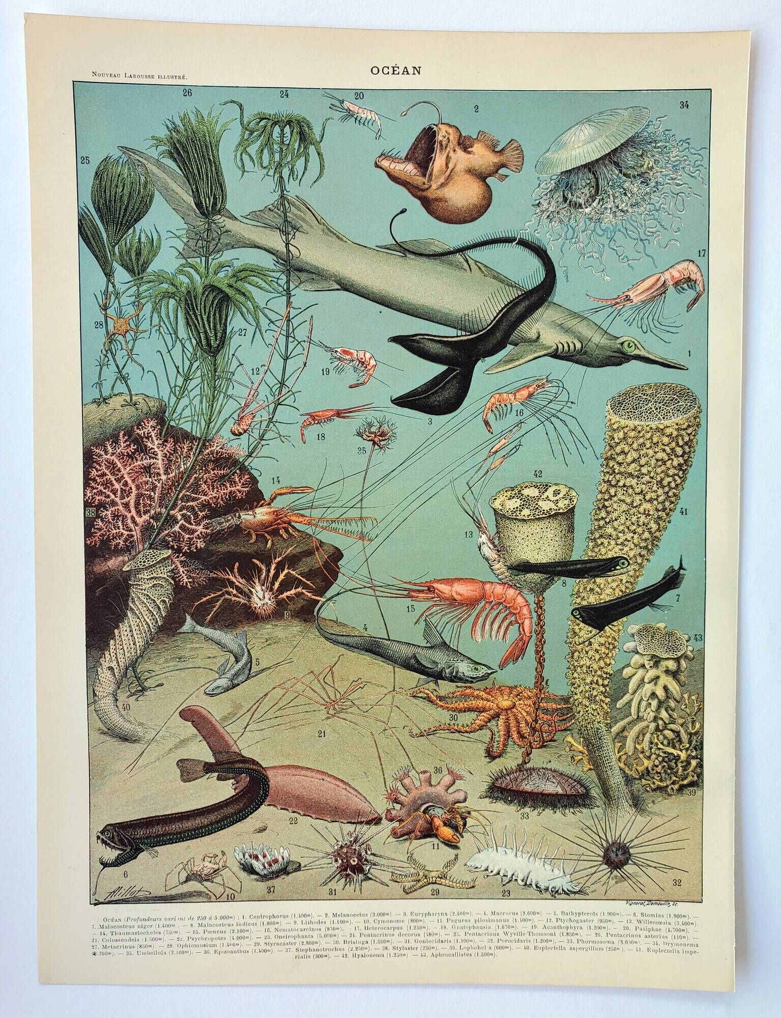Old engraving 1898, Ocean (deep and abyss), fauna • Original and vintage lithograph