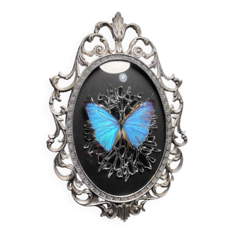 Butterflies Frame "Morpho zephyritis" Broken mirror