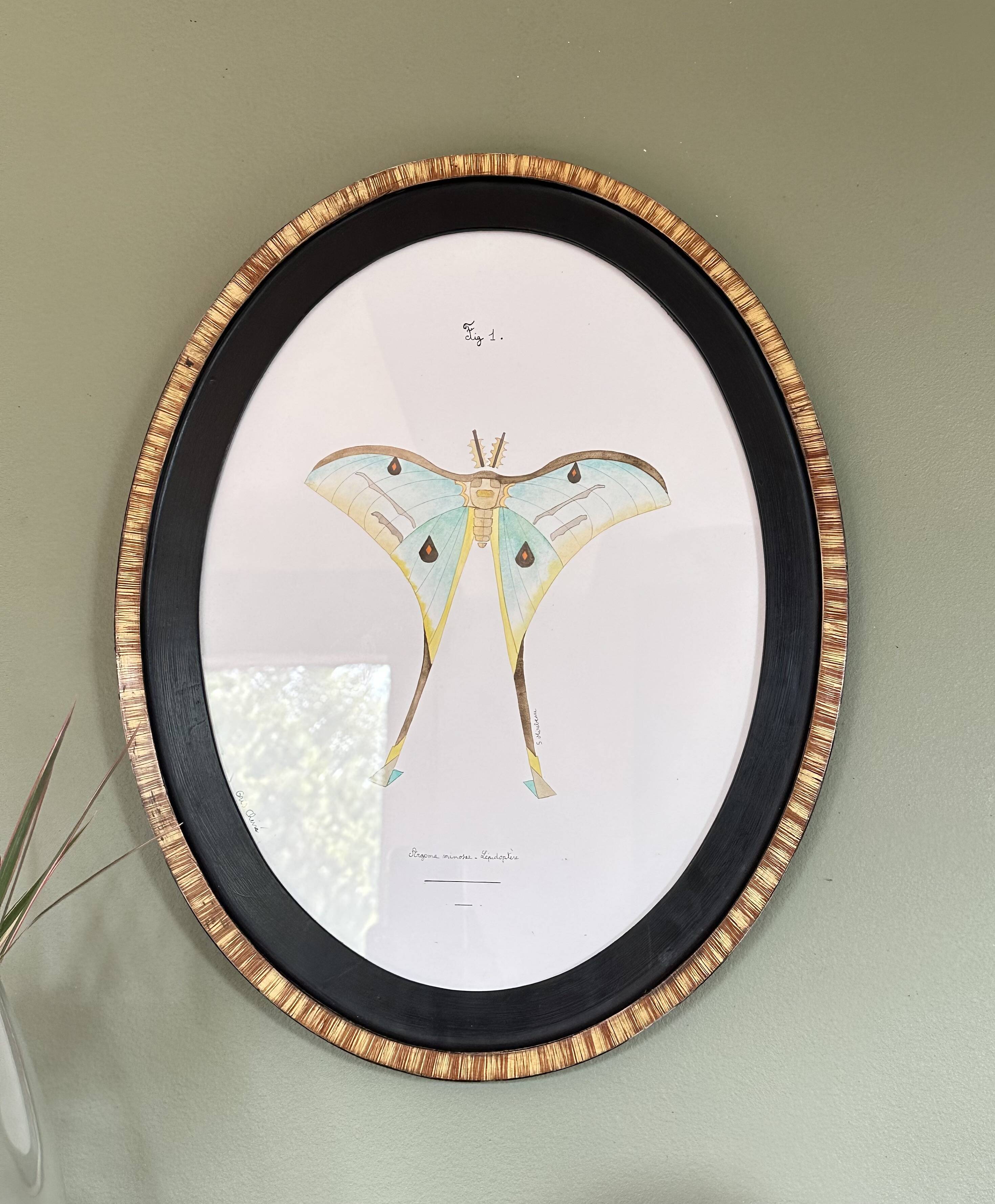 butterfly frame