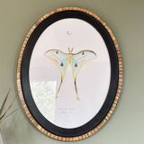 butterfly frame