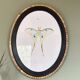 butterfly frame