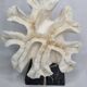 Old white coral "méandrine" on base in veined black marble, 25 cm