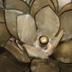 Mother-of-pearl lotus table lamp, Rausch, vintage space age