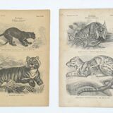 Images zoologiques encadrées, 1970