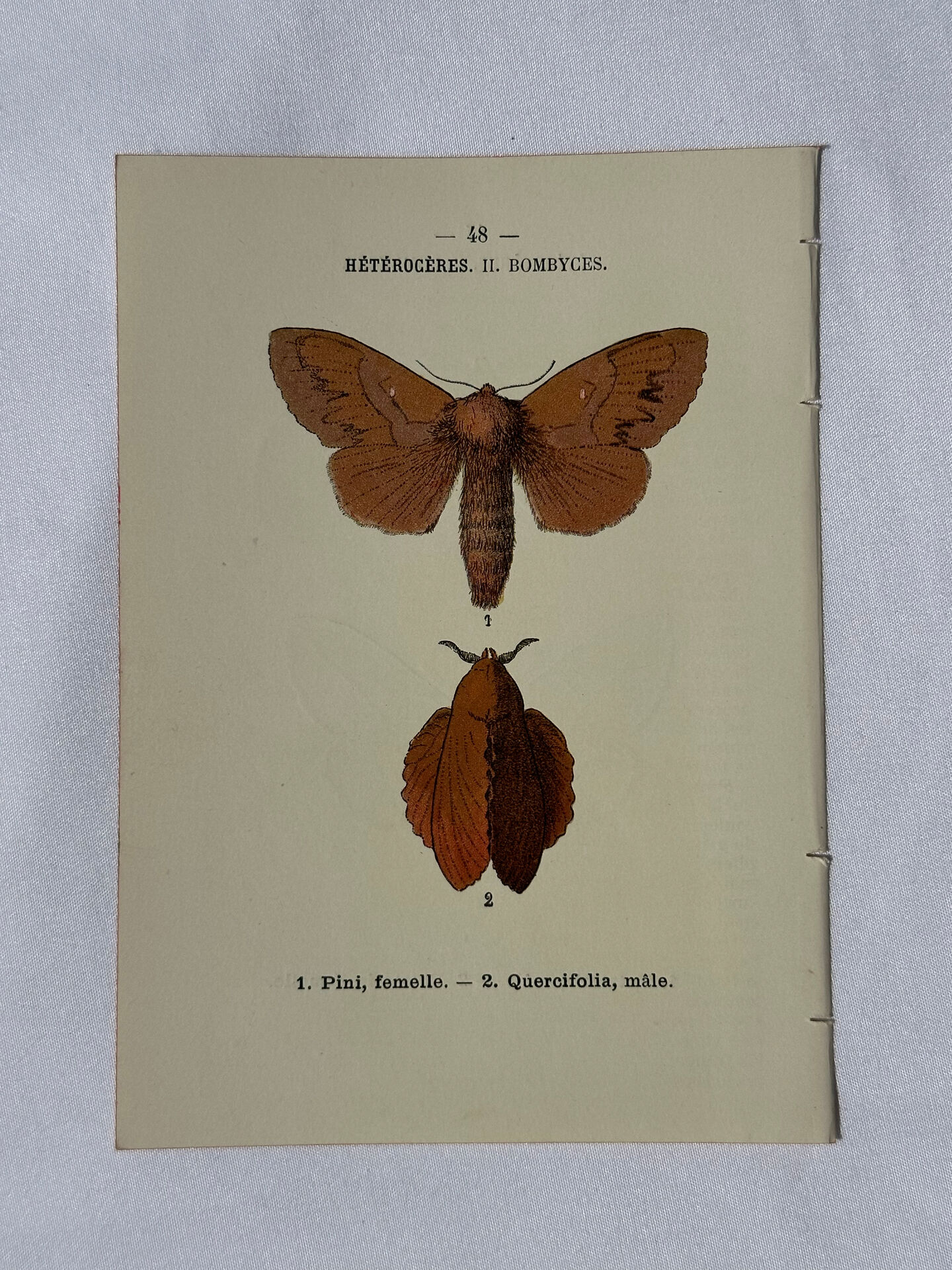 Planche Botanique Gravure Papillon naturaliste ancienne 19eme