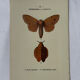 Planche Botanique Gravure Papillon naturaliste ancienne 19eme