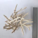 Pacific coral branch