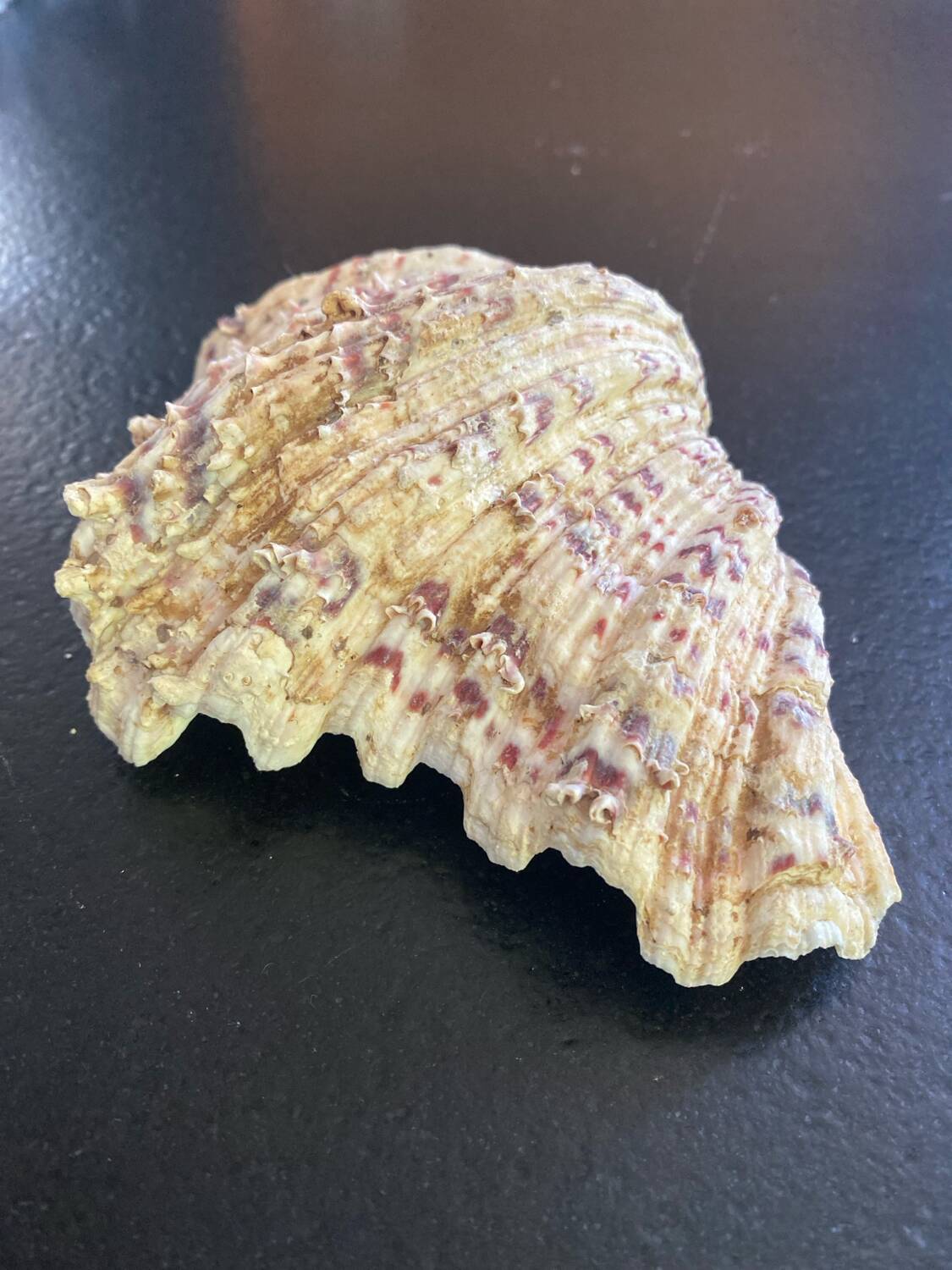 Empty shell stoup pocket