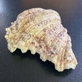 Empty shell stoup pocket