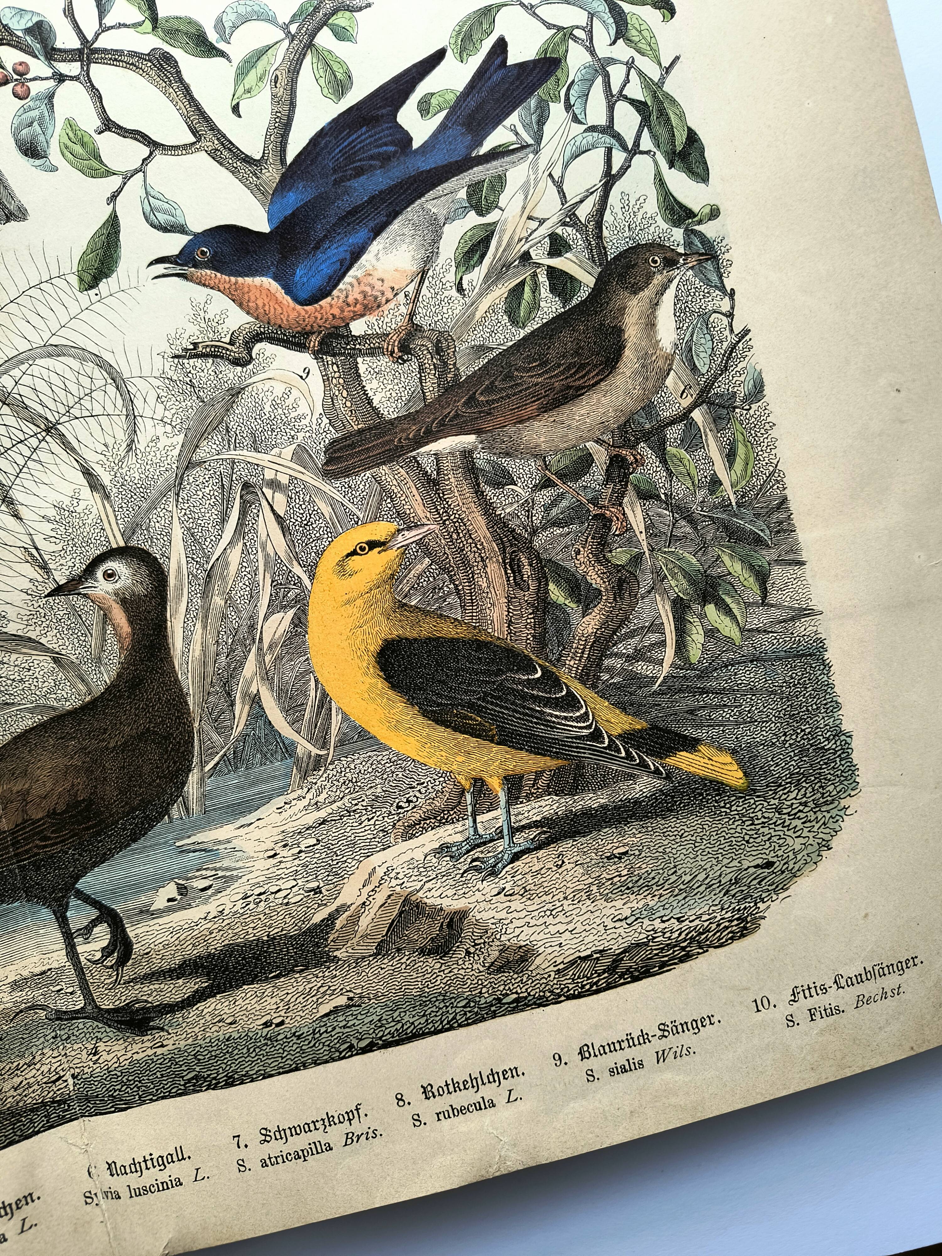 Old engraving from 1886 - Nightingale and birds - Vintage nature lithograph