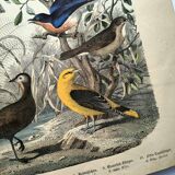 Old engraving from 1886 - Nightingale and birds - Vintage nature lithograph