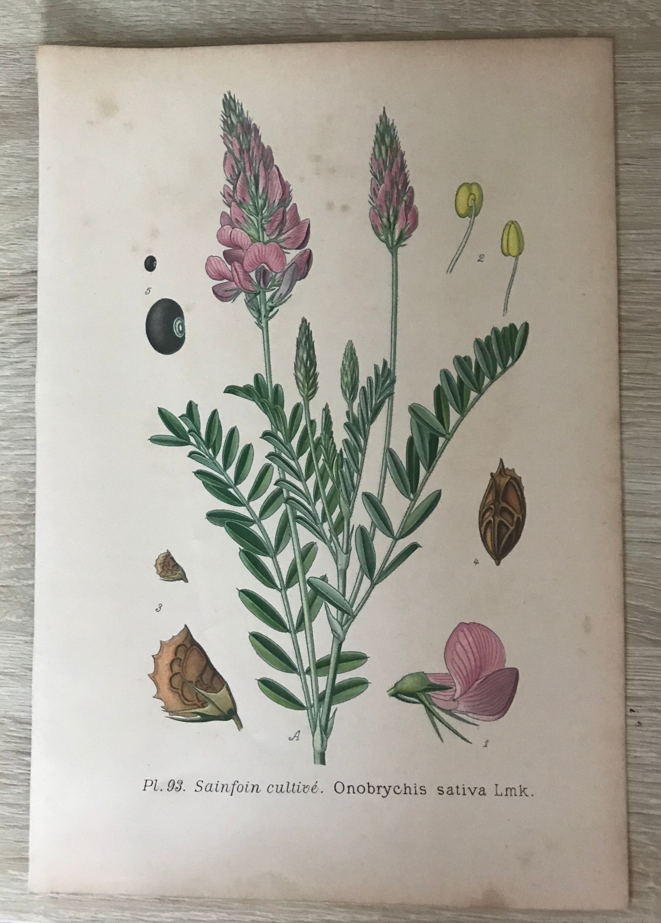 Planches botaniques de fleurs roses 1891