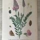 Planches botaniques de fleurs roses 1891