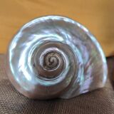 Mother of pearl shells