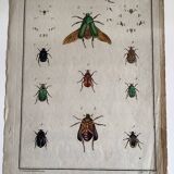 Colorized entomology board: Cetonia