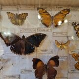Entomology box butterflies