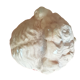 Tête à l'antique en plâtre