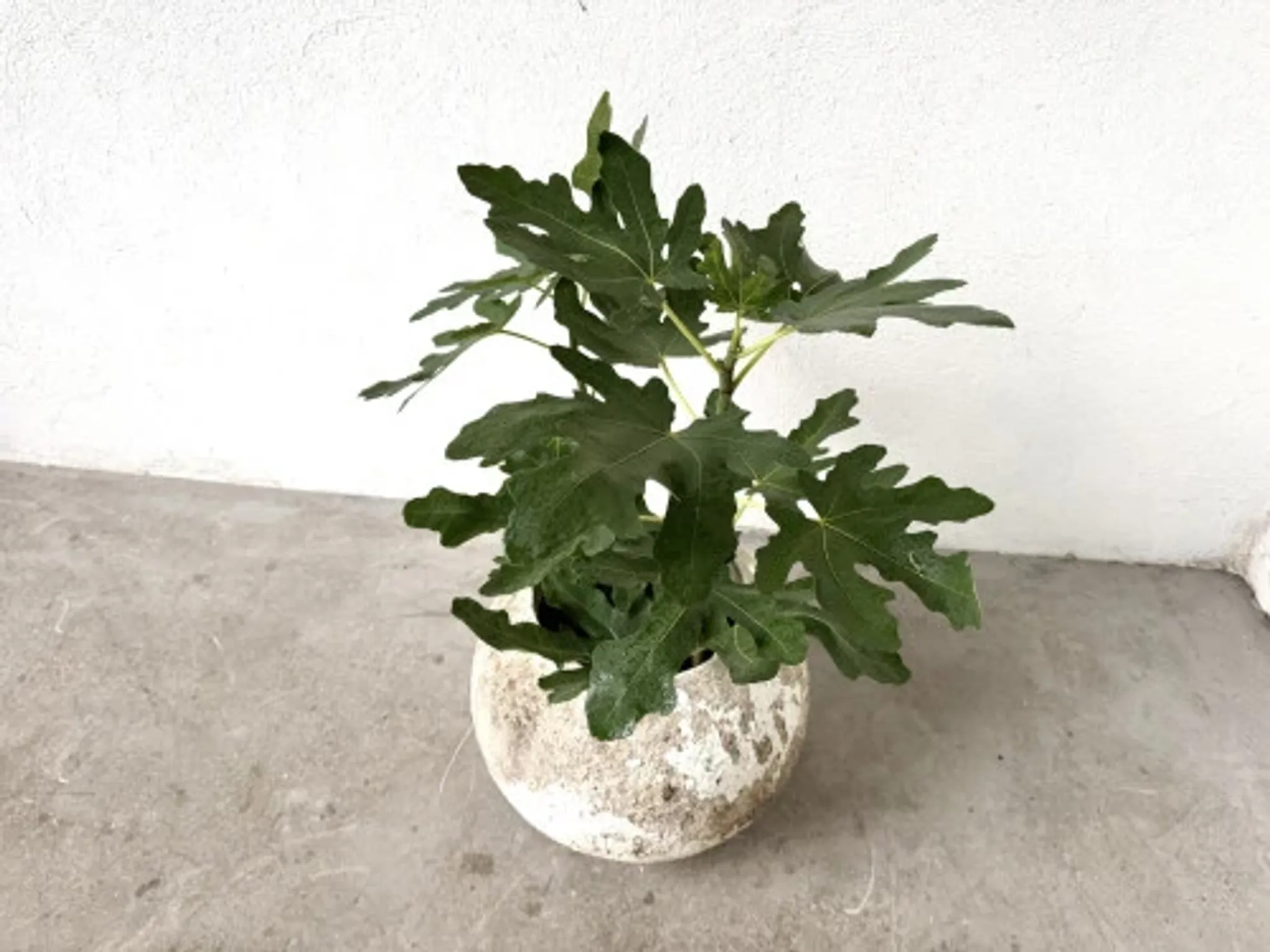 Spherical fibreglass planter, DLG Willy Guhl, 1960s