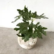 Spherical fibreglass planter, DLG Willy Guhl, 1960s