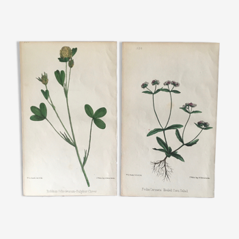 Duo de planches botaniques anglaises, Ed 1878