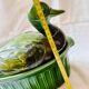 Terrine canard en barbotine email vert