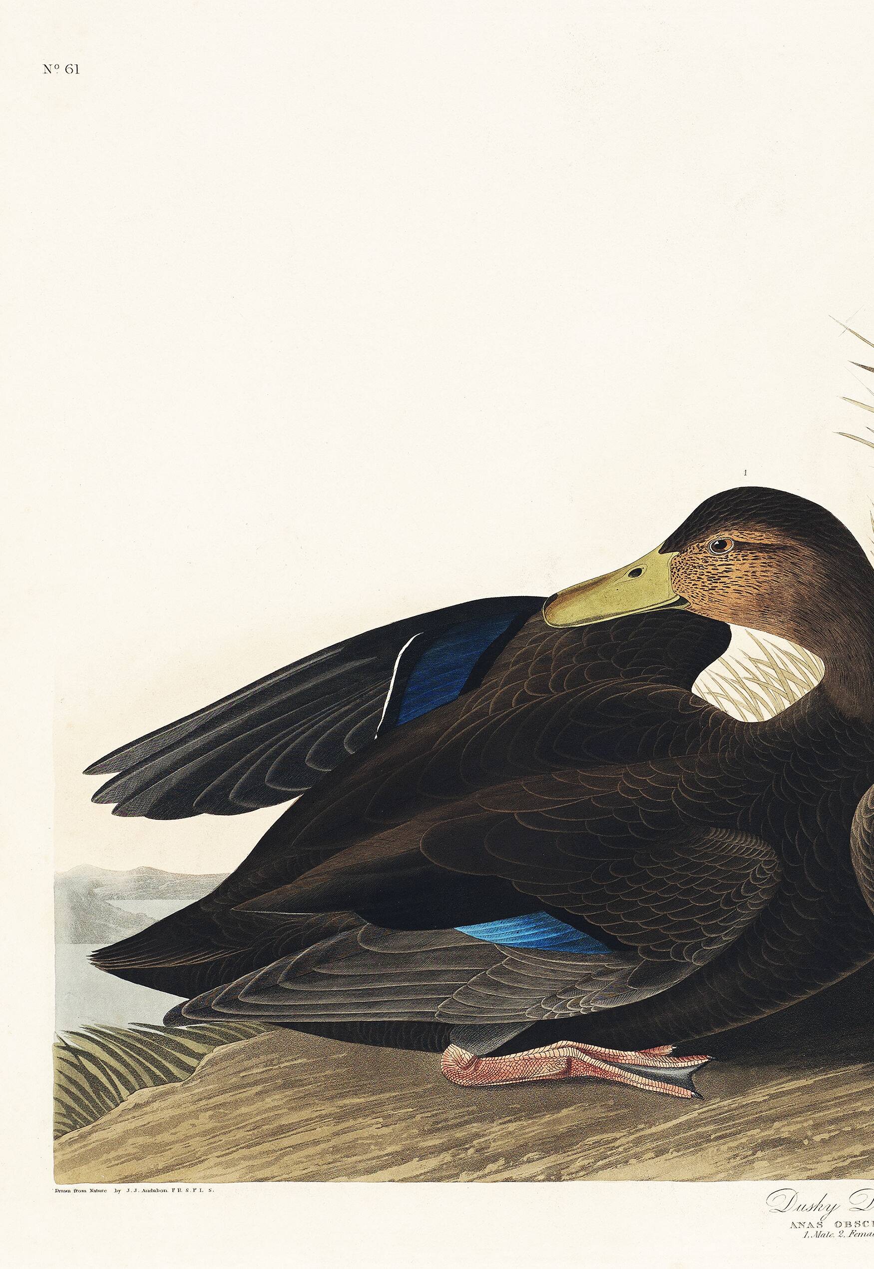 Poster about the American Black Duck, based on an old engraving from 1827.