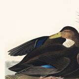 Poster about the American Black Duck, based on an old engraving from 1827.