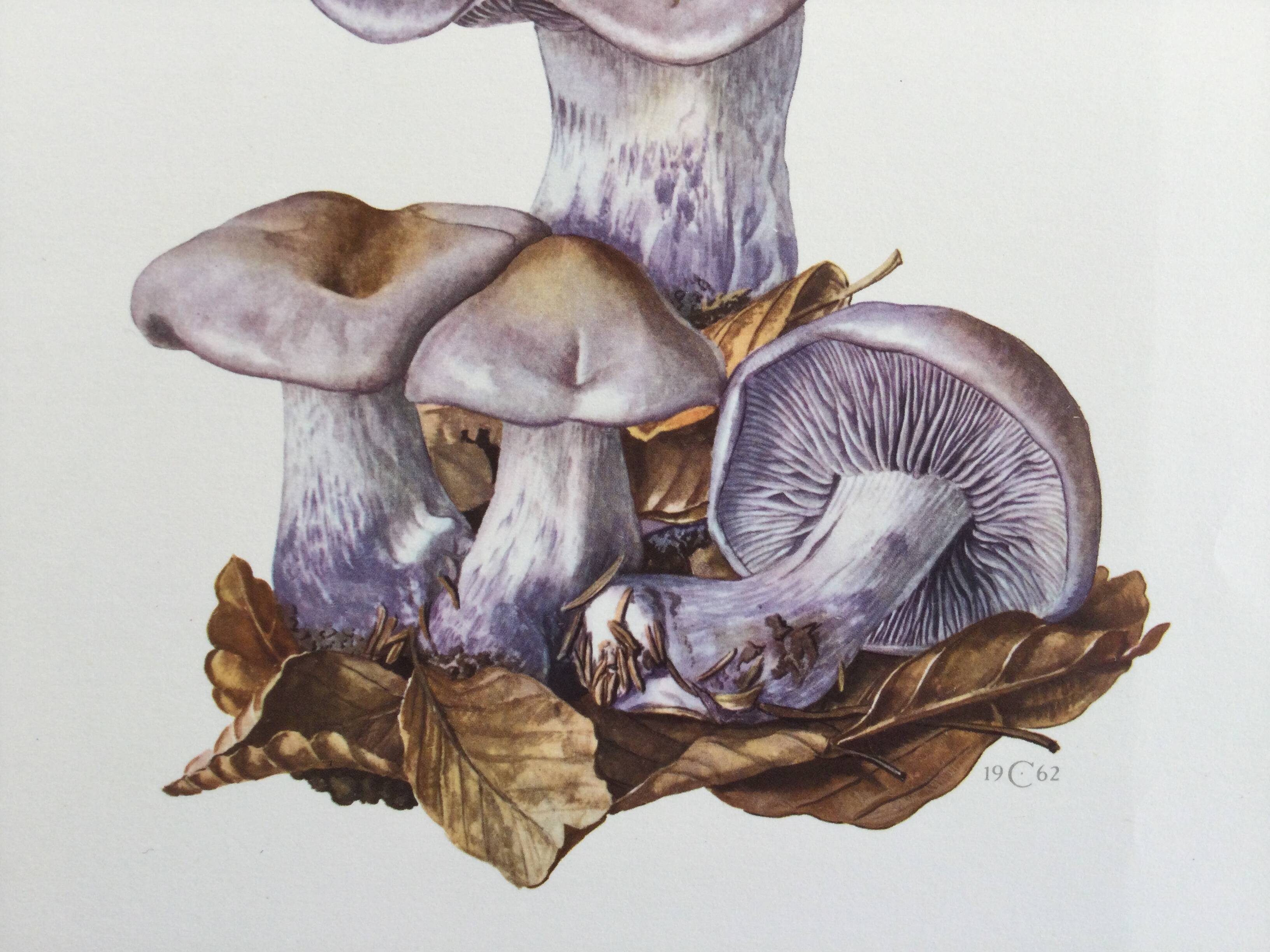 Botanical illustration "mushrooms", 1960s