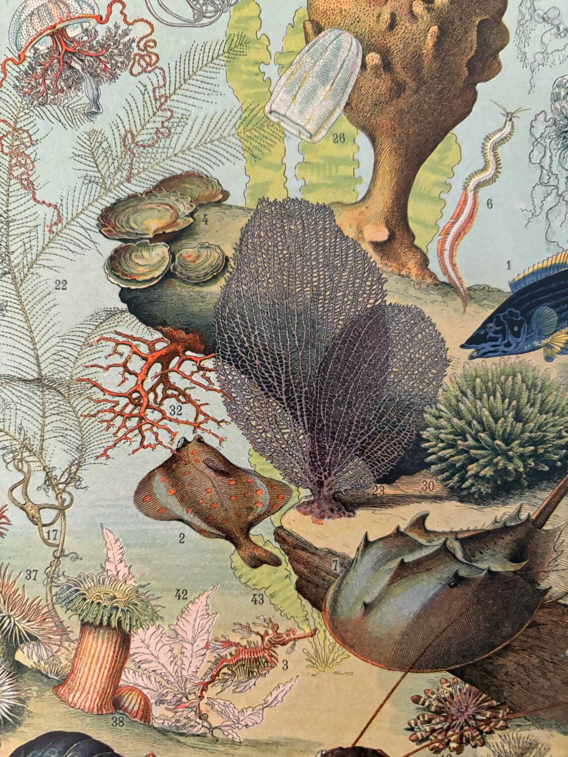 Reserved Marine - Set of 3 lithographs on the marine world XX