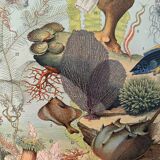 Reserved Marine - Set of 3 lithographs on the marine world XX