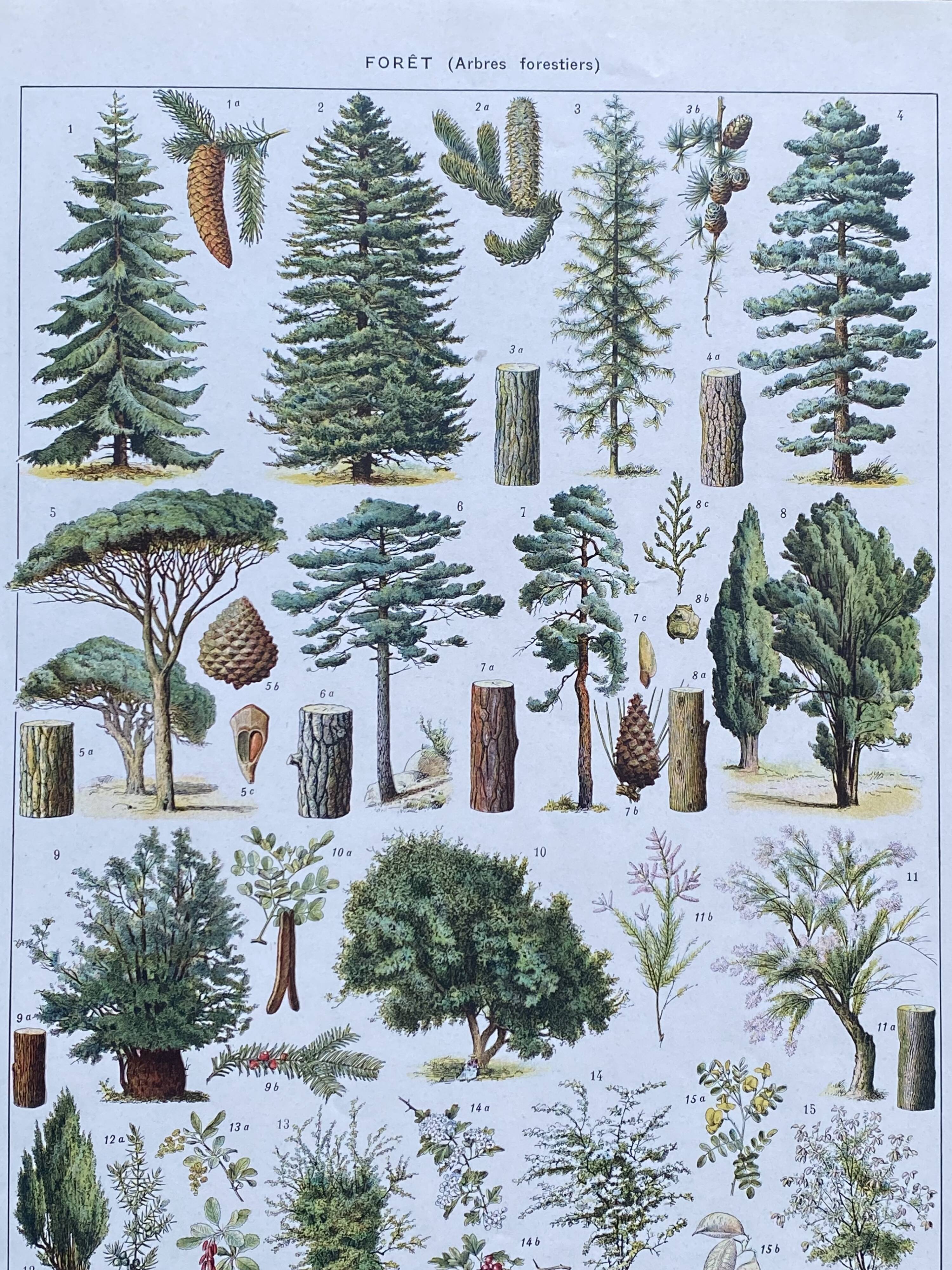 Illustration Millot, forest, forest trees