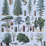 Illustration Millot, forest, forest trees